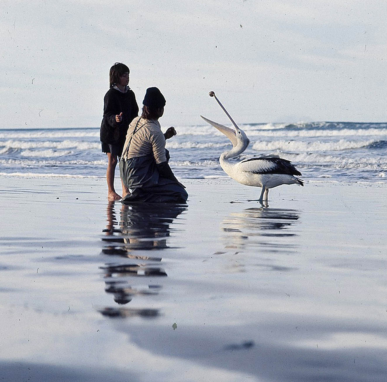 Greg Rowe, Gordon Noble and pelican learning to catch a ball