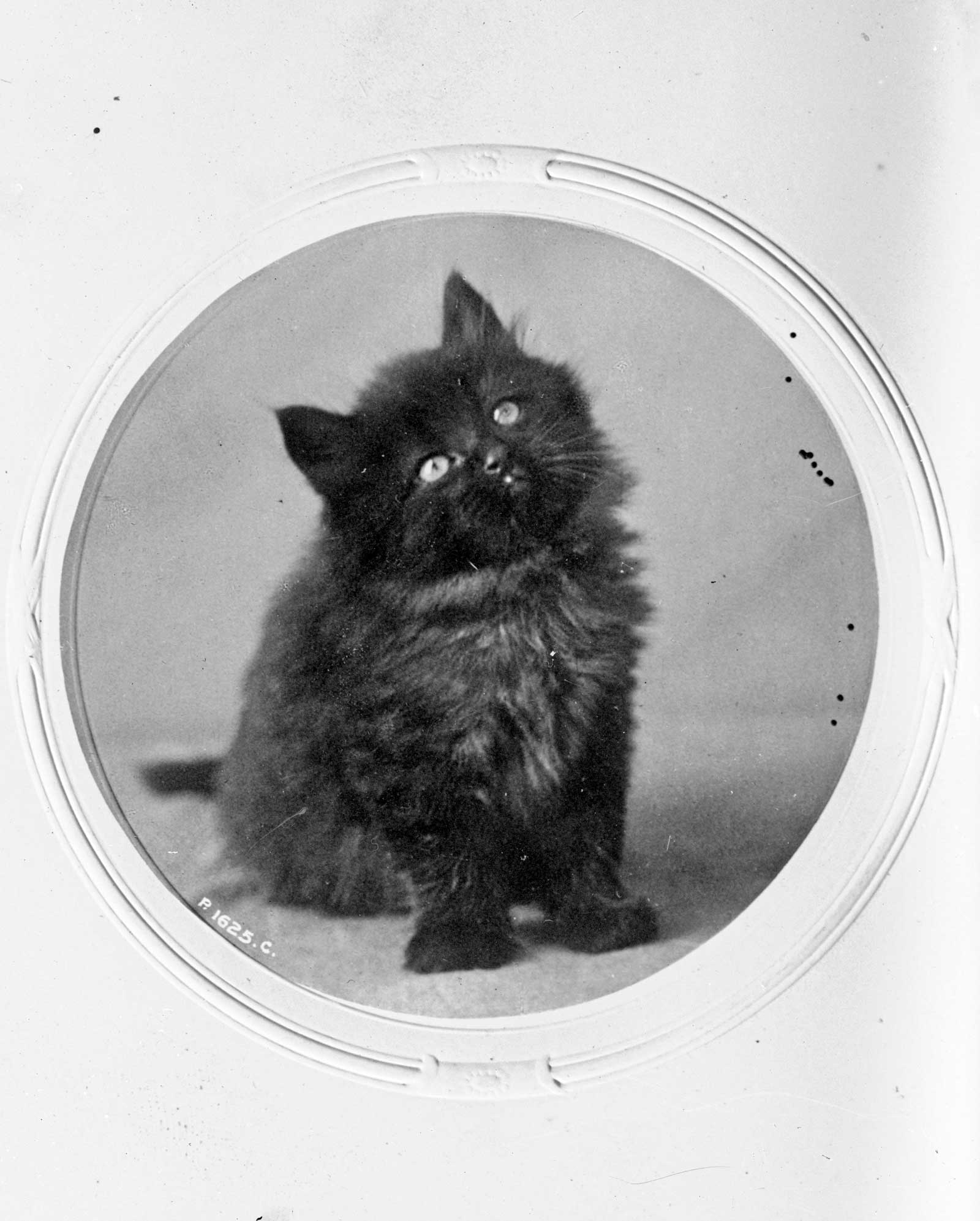 Glass slide image of a cute, fluffy black kitten, circa 1905