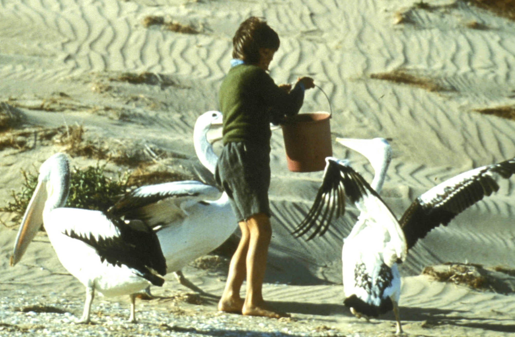 Greg Rowe feeding pelicans