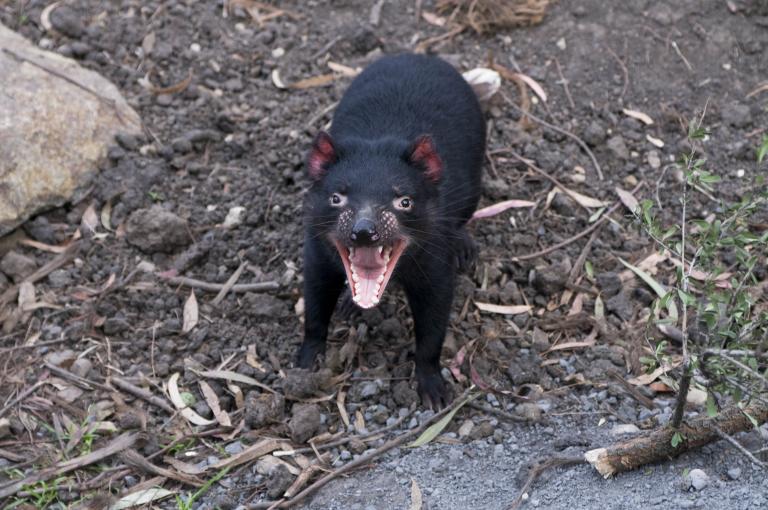 A Tasmanian devil growls at the camera with its mouth revealing all of its teeth.