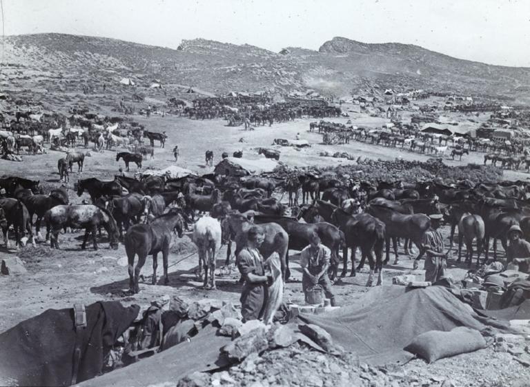 Washing the Horses at Suvla Bay Light Horse Regiment setting up at Suvla Bay