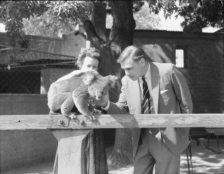Black and white film still from Festival in Adelaide filmed in 1962, of British broadcaster and naturalist, Sir David Attenborough patting a koala at Adelaide zoo.