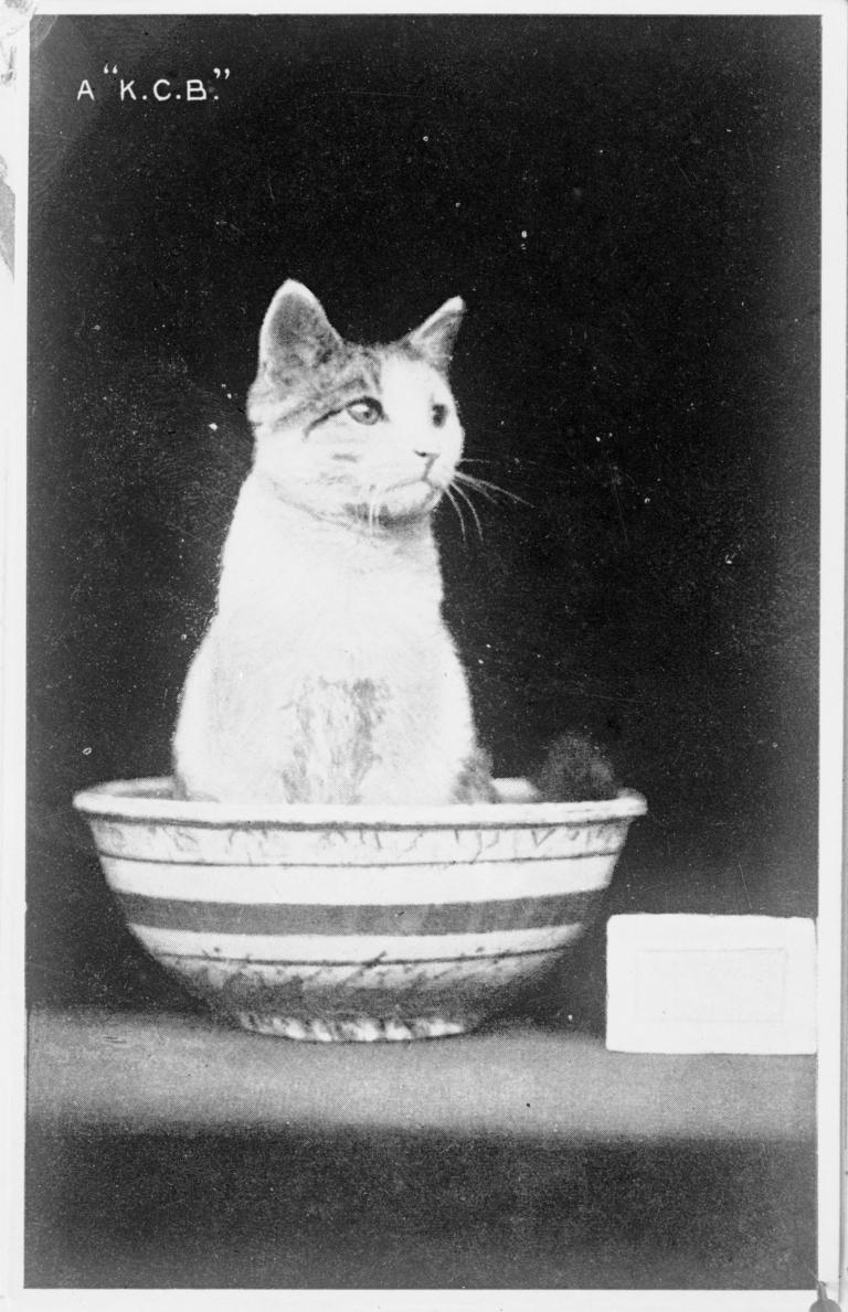 George O'Malley glass slide A "KCB" Cat sitting in a bowl, circa 1905. Text on image reads 'A "K.C.B."'