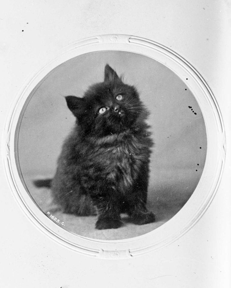Glass slide image of a cute, fluffy black kitten, circa 1905