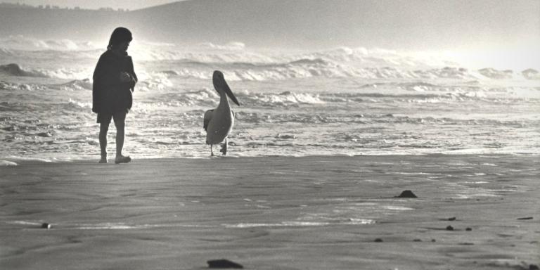 Black and white production still of Greg Rowe and pelican walking along the beach in Storm Boy