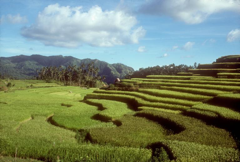 Balinese rice terraces