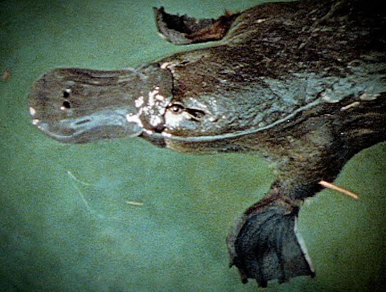 Close up of the head and front feed of a platypus swimming in a river.
