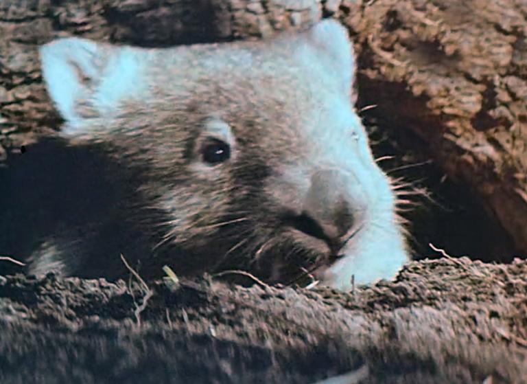 Close up of a wombat sticking its head up from between some dirt and a log.