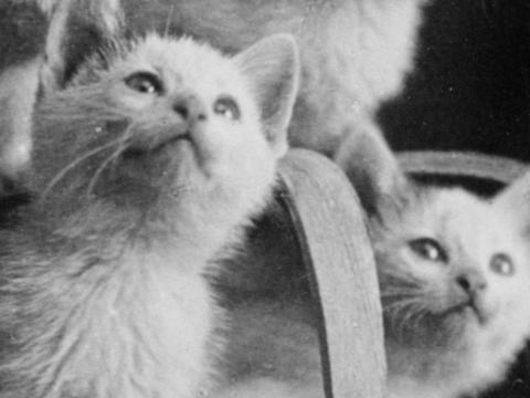 Kittens sitting in a basket