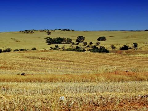 Australian farm land extending to the horizon with clumps of trees on distant hills