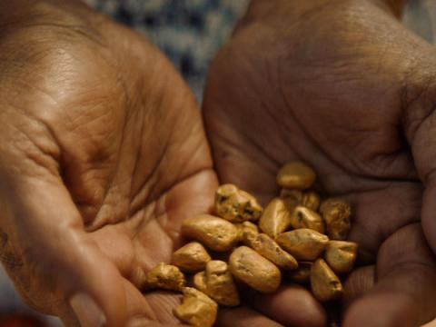 A close up of some hands cupped holding gold nuggets. 