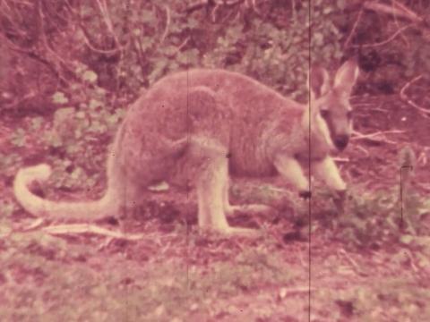 A faded colour image of the now-extinct Toolache wallaby in a bush setting
