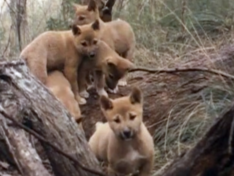 Five dingo pups exploring in the bush.