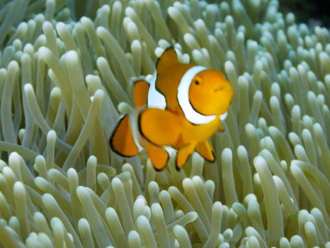 Image of a clownfish against an anemone