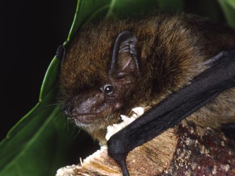 Image of the Pipistrelle bat 