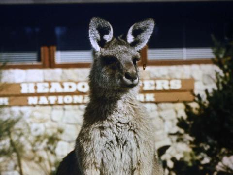 A kangaroo with ears cocked and a National Park Headquarters sign in the background