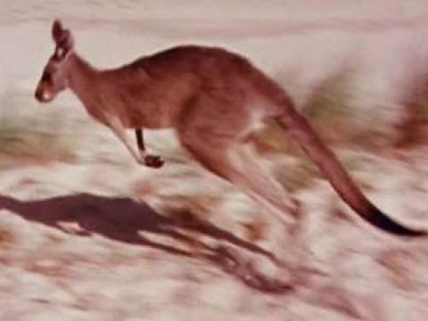 Still frame of a kanagroo bounding along a beach