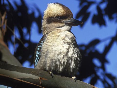 Close-up of a kookaburra sitting in a tree.