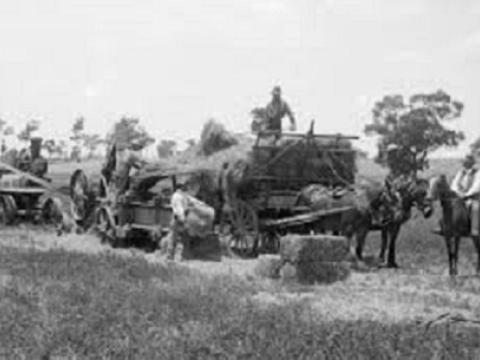 Men stacking hay on a dray pulled by horses.