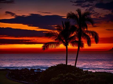 Palm trees in the foreground of a Hawaiian sunset