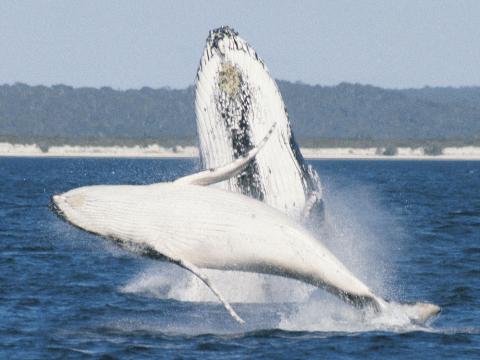Two Humpback whales breaching