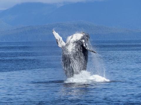 Image of breaching humpback whale in the ocean. 