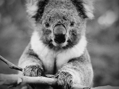 Close up of a koala sitting in a branch looking directly at the camera.