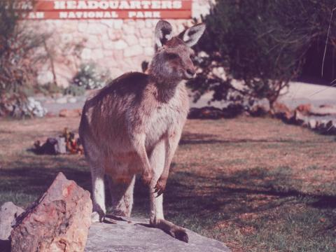 Skippy standing on a boulder outside of Ranger Headquarters.