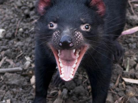 A Tasmanian devil growls at the camera with its mouth revealing all of its teeth.