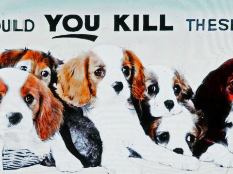 Part of a cinema glass slide for the RSPCA showing a group of small puppies and a caption that says, "could you kill these?" 