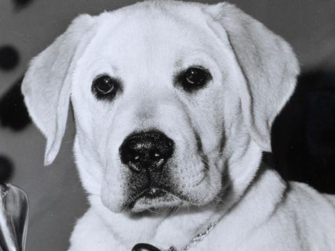 close up of Labrador puppy