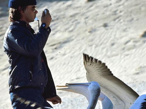 Pelican trainer Gordon Noble with a whistle in his mouth on the beach set of Storm Boy with two pelicans