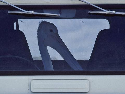 One of the pelicans from Storm Boy sitting in a car on set of the film