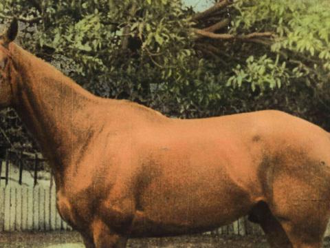 A hand-coloured lobby card of horse Phar Lap standing on his own.