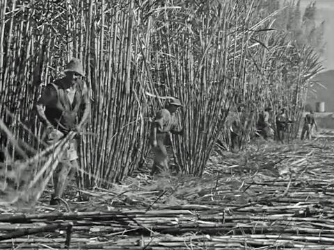 Cane cutters in far north Queensland working among rows of sugar cane
