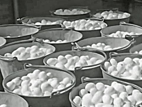 Buckets of eggs at a poultry farm