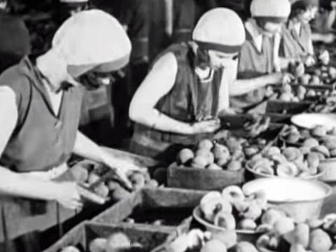 Women chopping fruit in a canning factory