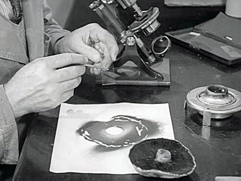 A scientistusing a microscope to look at mushroom spores in a lab