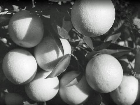 Some oranges hanging from a tree