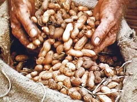 Hessian bag of freshly harvested peanuts