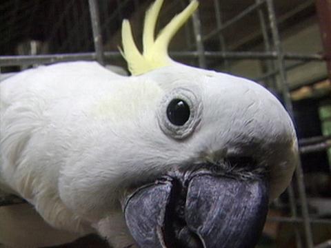 Close up of a cockatoo leaning forward out of a cage and looking sideways at camera