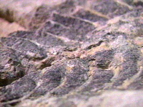 Close up of a large fossil found in a rock