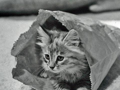 Close up of a playful kitten with its head sticking out of a brown paper bag.