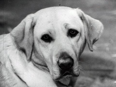 Close up on the face of a golden labrador retriever. 