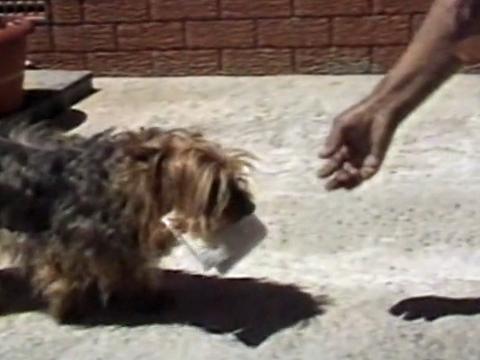 A small long-haired terrier dog is holding some enveloped in his mouth and a hand is outstretched to take them from him.