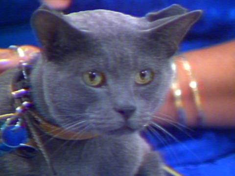 A close up of a charcoal grey cat.