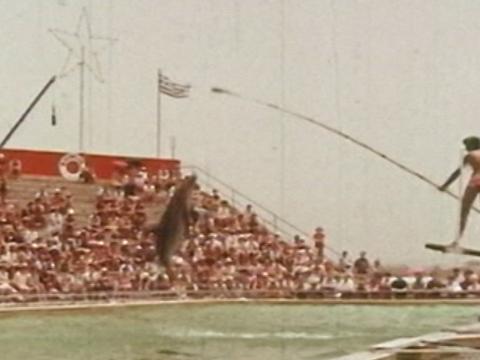 A crowd of people in a grandstand are watching a water show. A man is standing on the end of a diving board holding a long stick. A dolphin is jumping out the water to touch the stick.