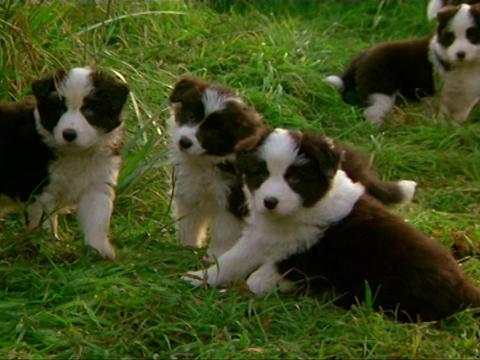  A litter of puppies look at the pig Babe (unseen)