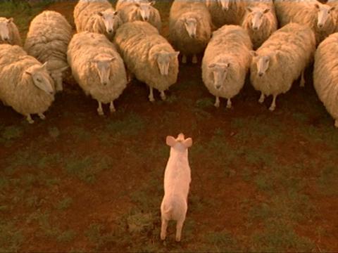 Babe stands facing a group of sheep