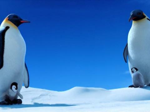 Two penguins with babies at their feet